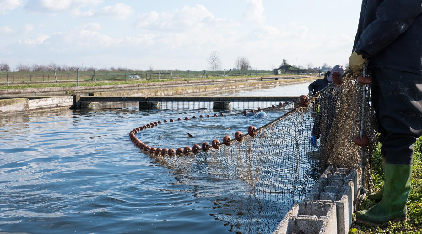 La fase di pesca da un nostro stabilimento